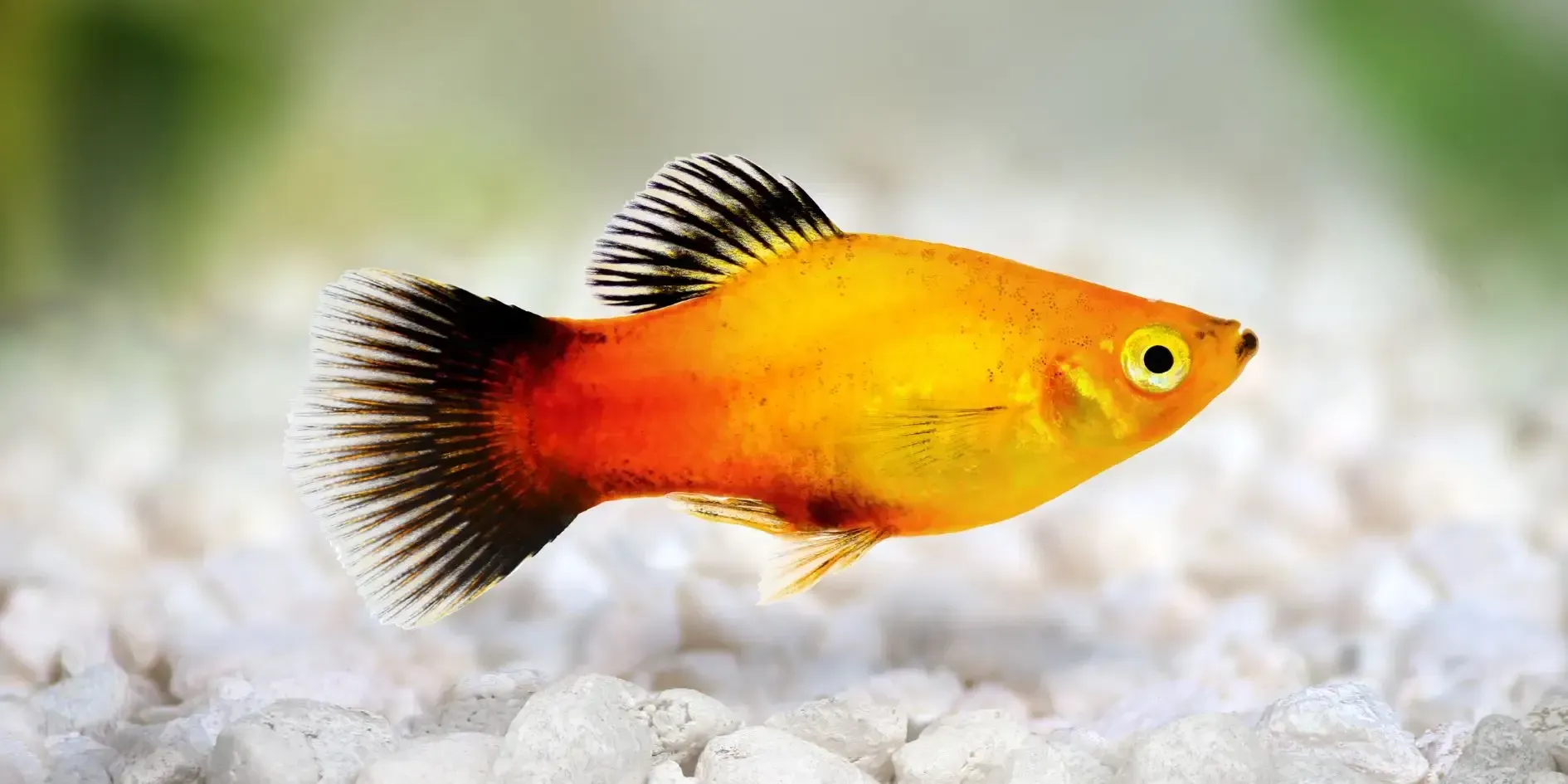 Imagem do Platy